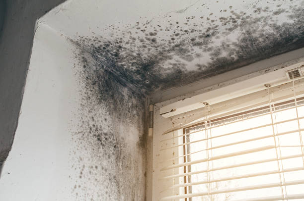 Affordable Mold Inspection solutions in Franktown, VA